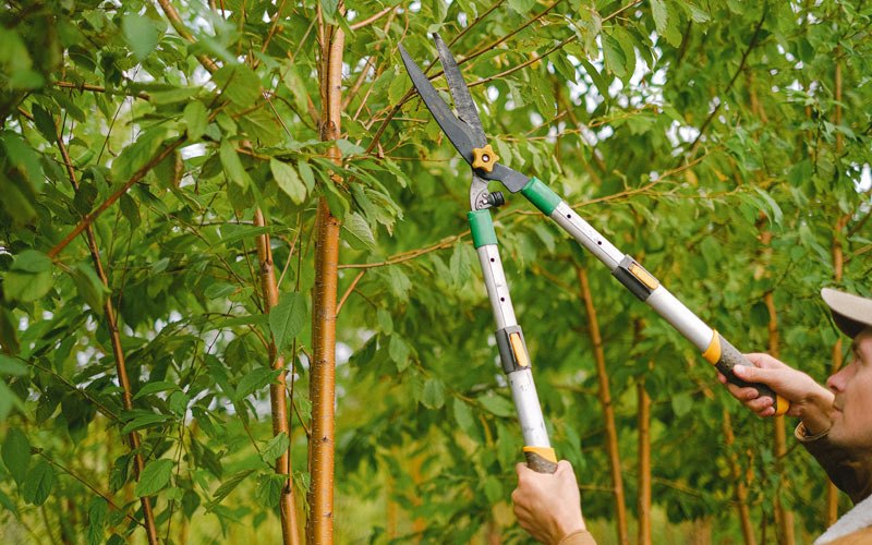 Tree trimming in Nabb, IN
